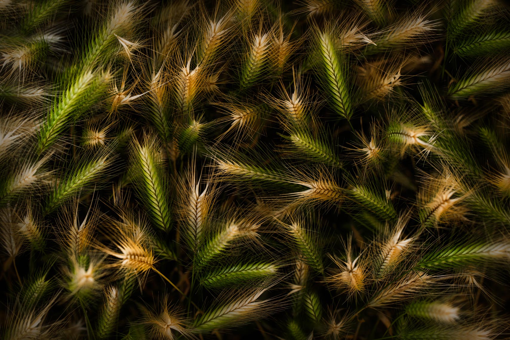^ fire flies